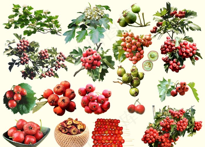 山楂图片