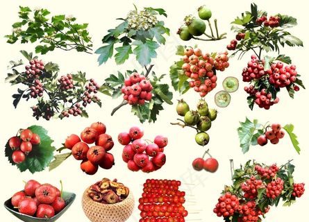 山楂图片