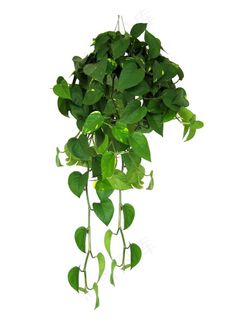 绿萝图片 绿萝图片