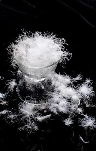 散落的羽毛绒毛图片