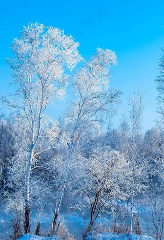 冬天的树图片