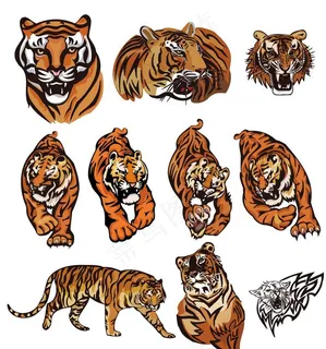 老虎图片