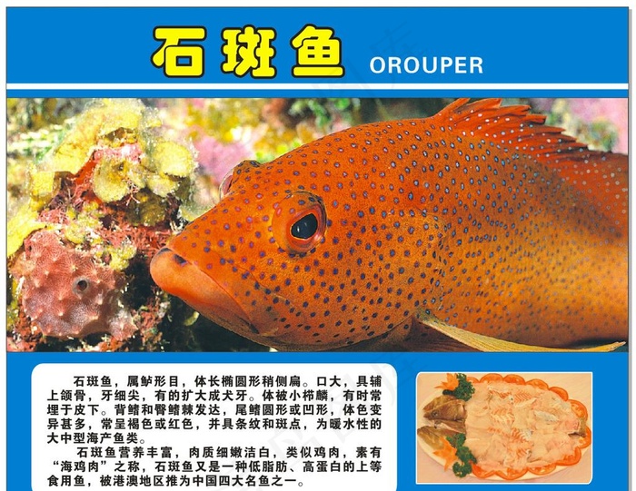 石斑鱼海鲜图片(1000X800)cdr矢量模版下载