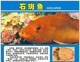 石斑鱼海鲜图片