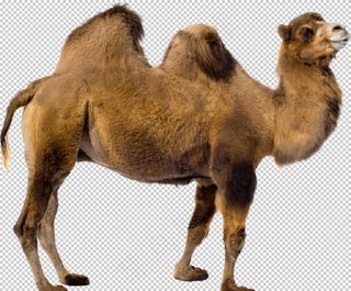 骆驼 骆驼素材 骆驼免抠图片