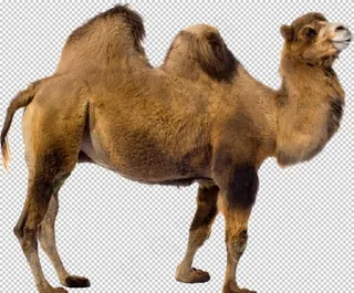 骆驼 骆驼素材 骆驼免抠图片