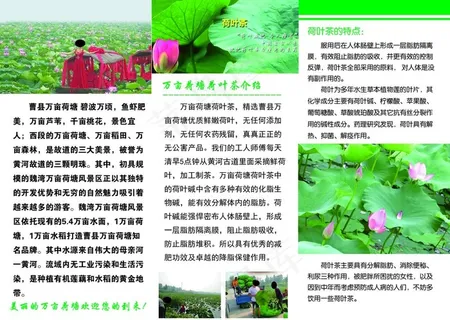 茶叶 荷叶茶 冬瓜茶 三折图片 茶叶 荷叶茶 冬瓜茶 三折图片