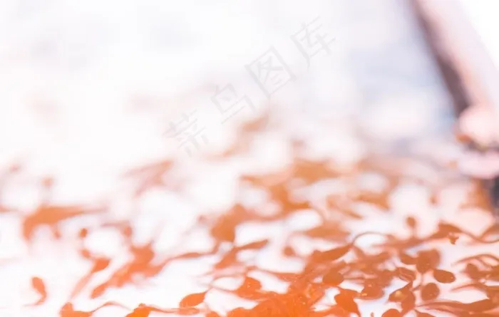蝌蚪图片
