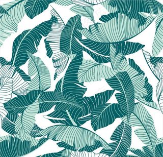 清新芭蕉叶背景图片