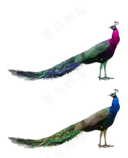 孔雀图片