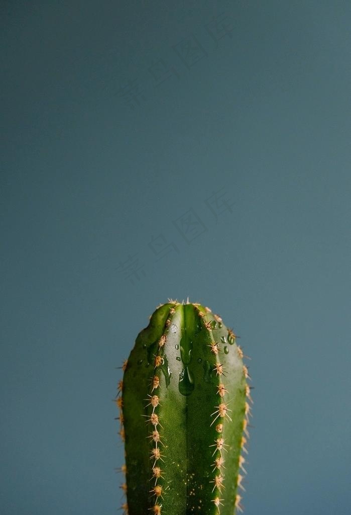绿色芦荟小清新背景图图片