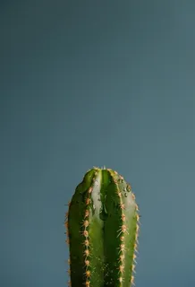 绿色芦荟小清新背景图图片