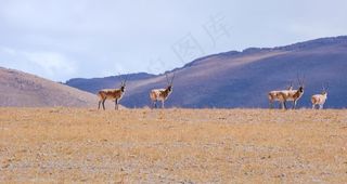 藏羚羊图片