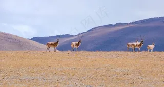 藏羚羊图片