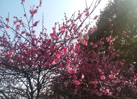 梅花图片 梅花图片