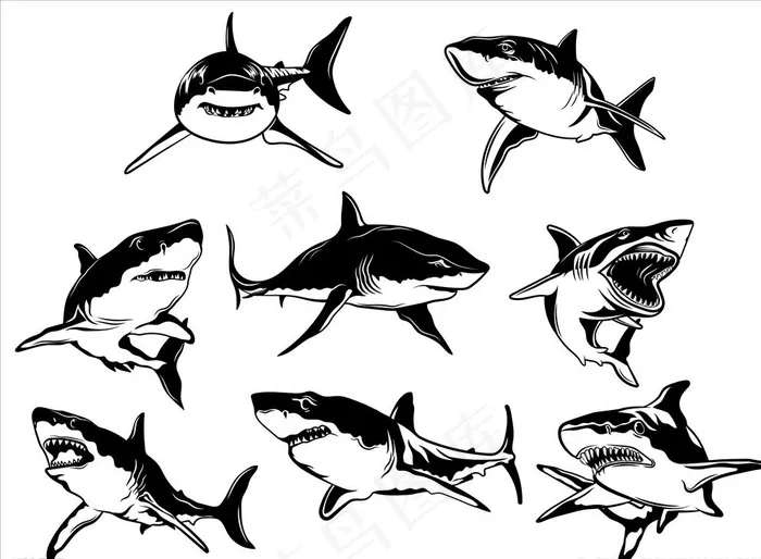 鲨鱼图片