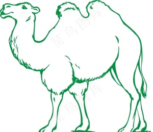 骆驼图片