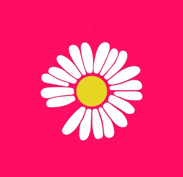 小雏菊图片