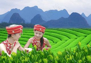 采茶图片
