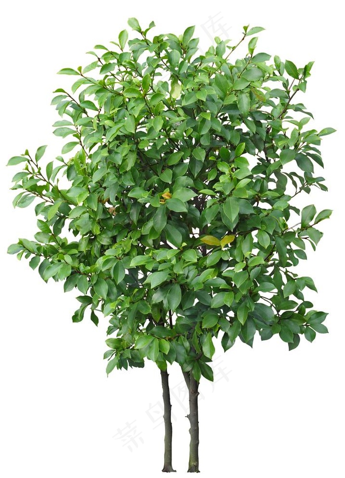免扣植物素材图片psd模版下载