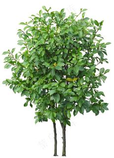 免扣植物素材图片