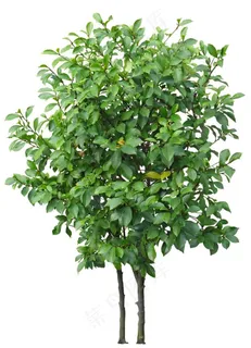 免扣植物素材图片