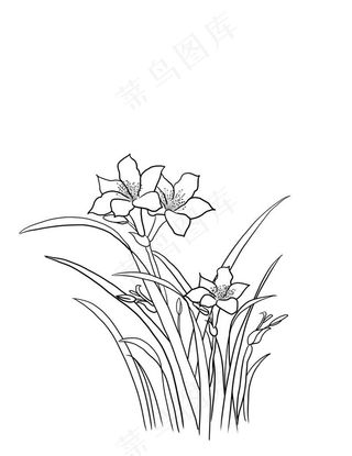 兰花图片