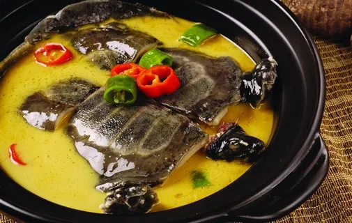 野生甲鱼图片 野生甲鱼图片