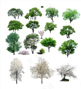 树图片
