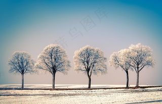 树木 雪景图片