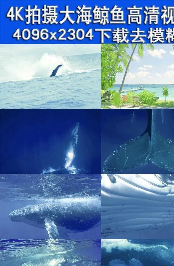 4K实拍大海中鲸鱼生活视频