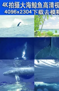 4K实拍大海中鲸鱼生活视频 4K实拍大海中鲸鱼生活视频