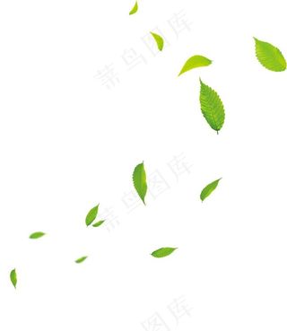 绿叶树叶叶子图片