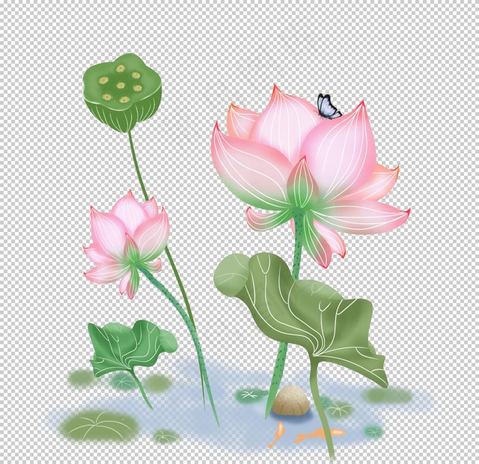 荷花图片