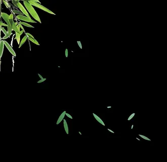 端午节竹子图片