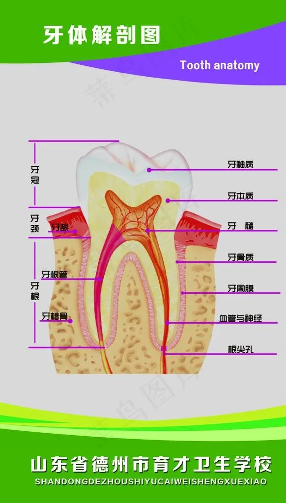 牙体解剖图图片(3543X5906(DPI:150))psd模版下载
