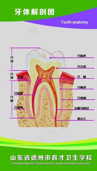 牙体解剖图图片