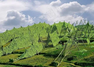 制作榨菜风干脱水图片