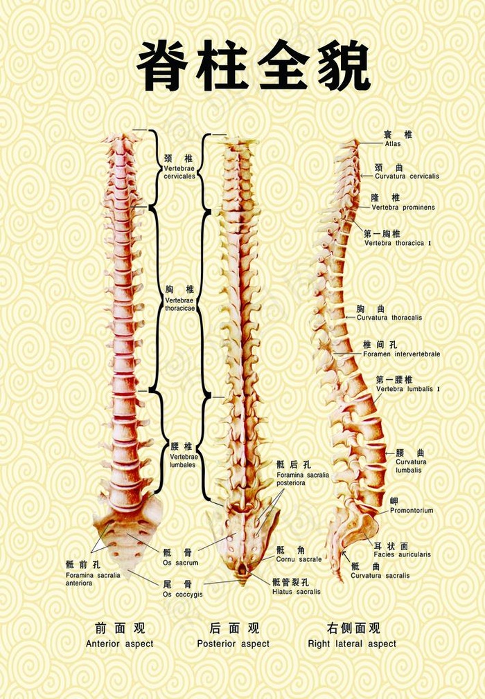 脊柱全貌图片(2711X3743(DPI:300))psd模版下载