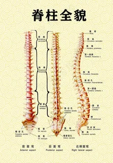 脊柱全貌图片