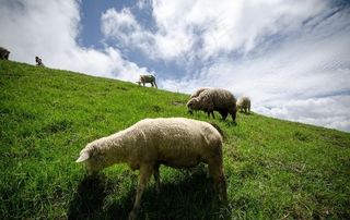 草原羊群吃草图片