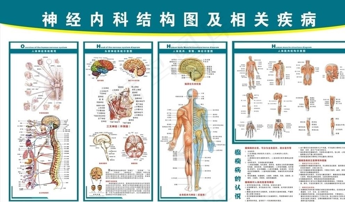 神经内科挂图图片cdr矢量模版下载