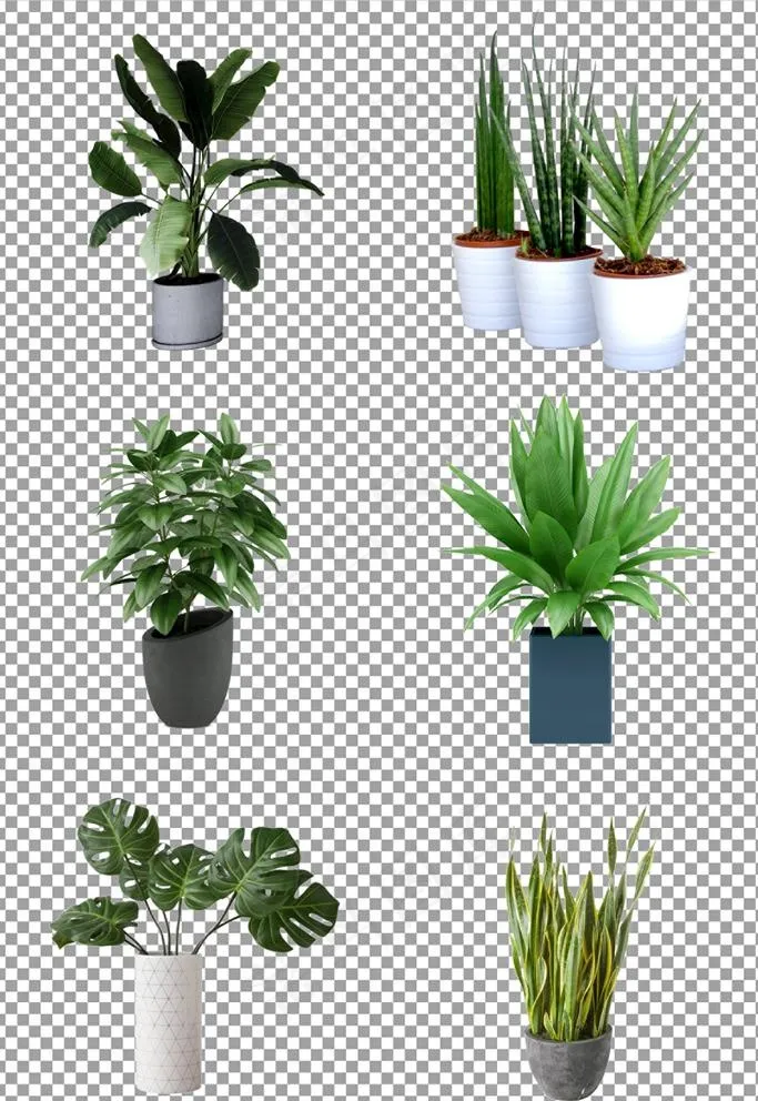 植物盆栽图片