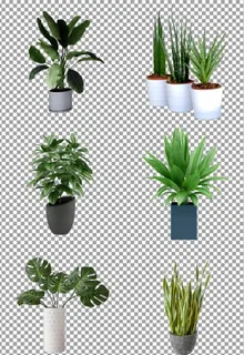 植物盆栽图片 植物盆栽图片