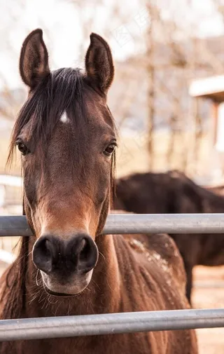 马图片
