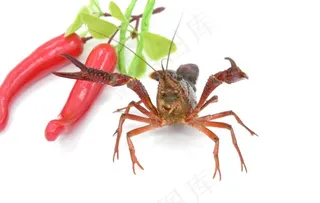 小龙虾图片