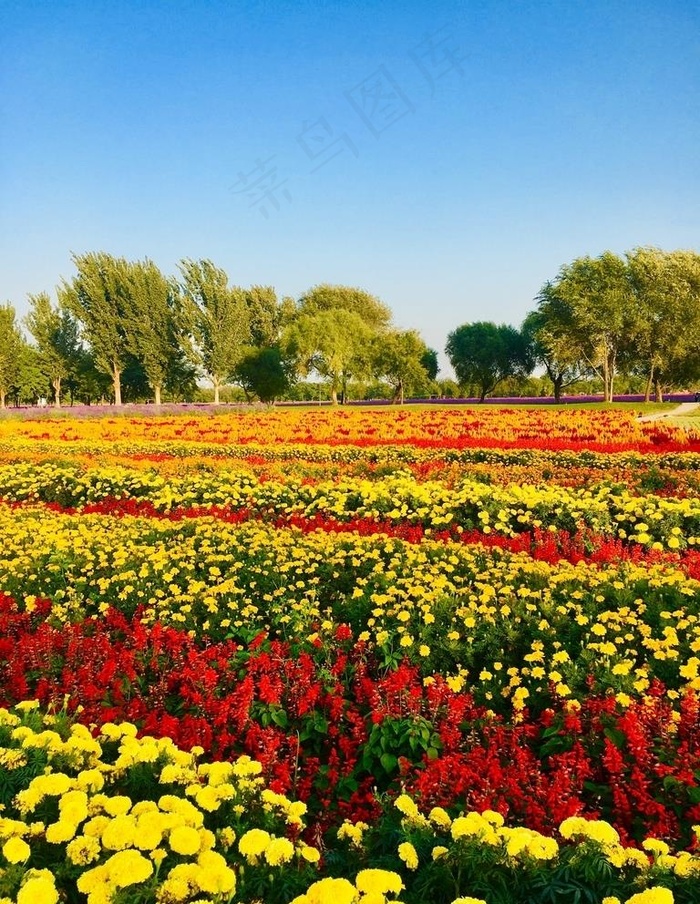 花海图片