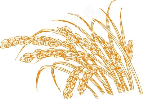 稻穗 展开图图片
