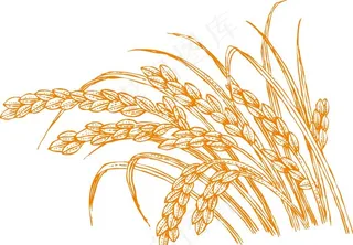 稻穗 展开图图片
