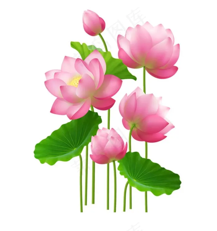 荷花图片ai矢量模版下载